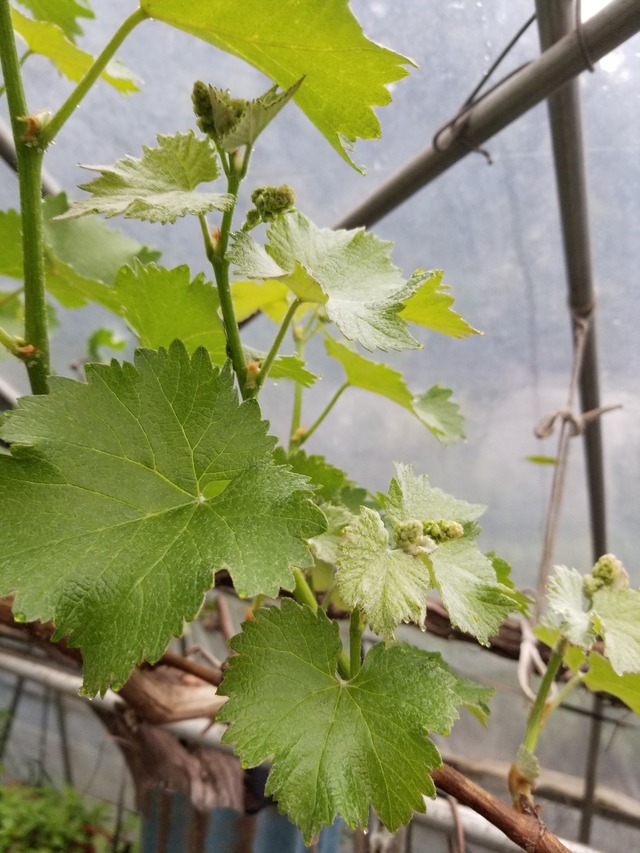 20210414_074153_copy_2268x3024