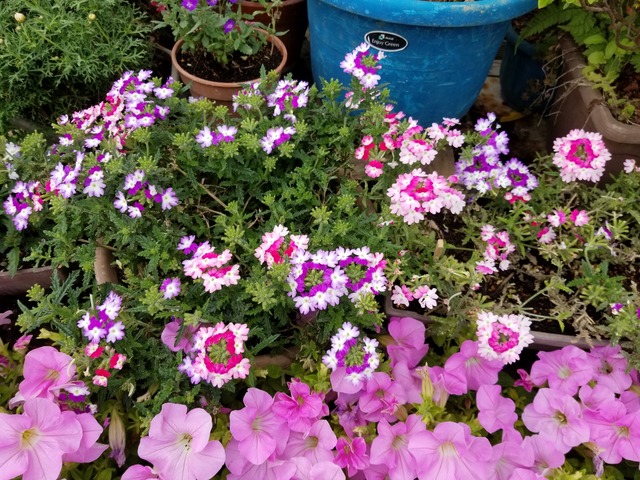 我が家のバーベナ花手毬 のじさんの徒然草
