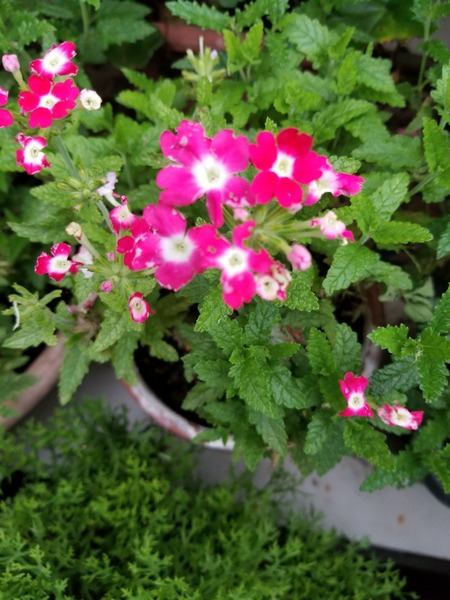 20190706_181532-1620x2160