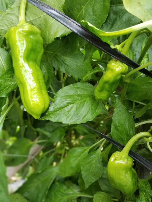 ピーマン(๑>◡<๑) ピーマンの表情【絵文字】 - LINE絵文字 | LINE STORE