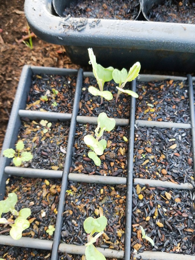 IMG_20231101_073735_DRO_copy_1512x2016