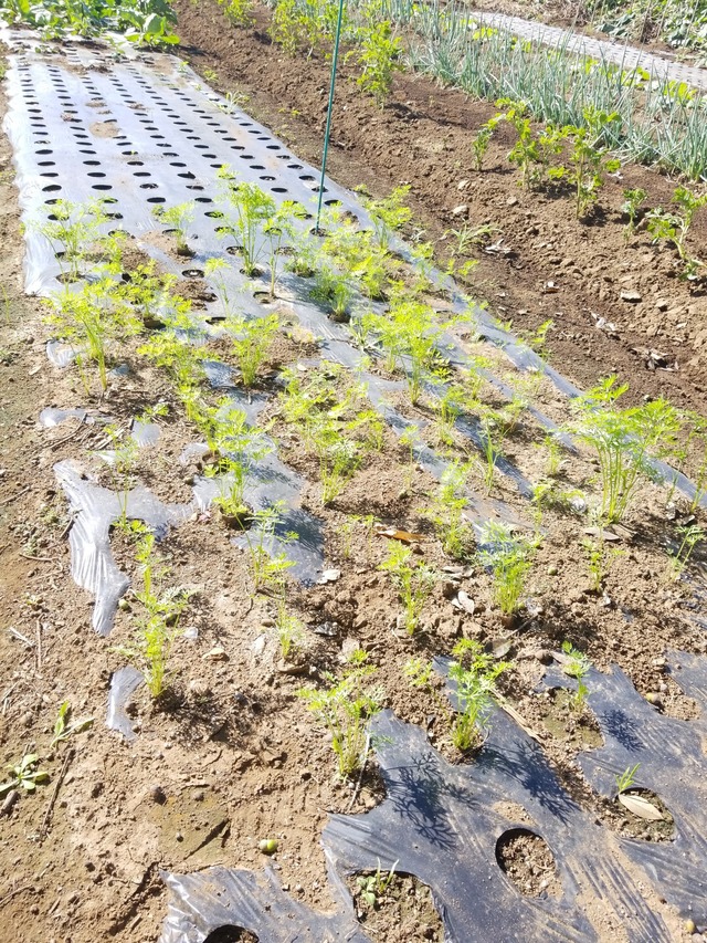 IMG_20231003_091846_copy_1512x2016