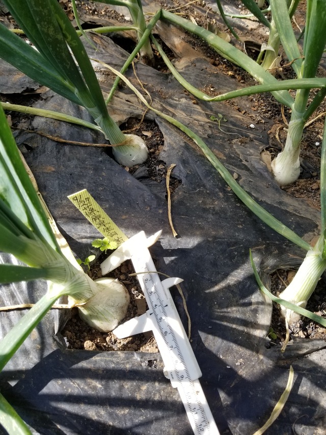 20231122_110146_copy_1512x2016