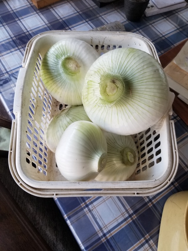 20240322_112052_copy_2268x3024