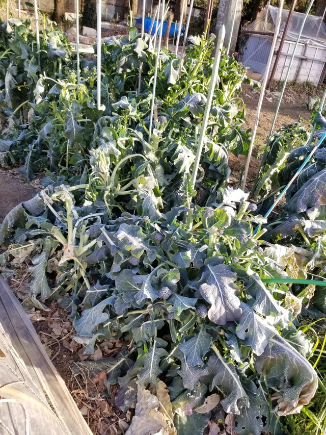 20230106_080613_copy_1512x2016