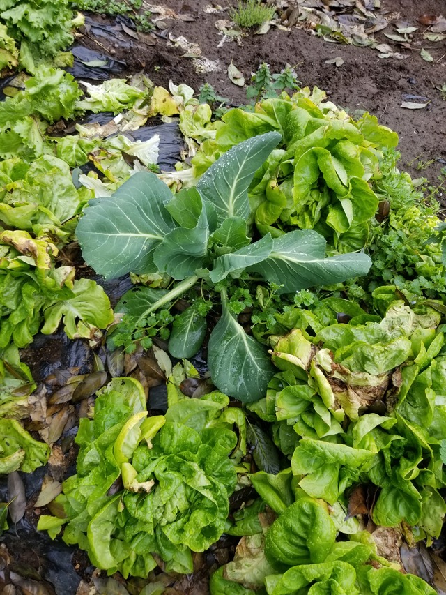 20240404_075457_copy_2268x3024