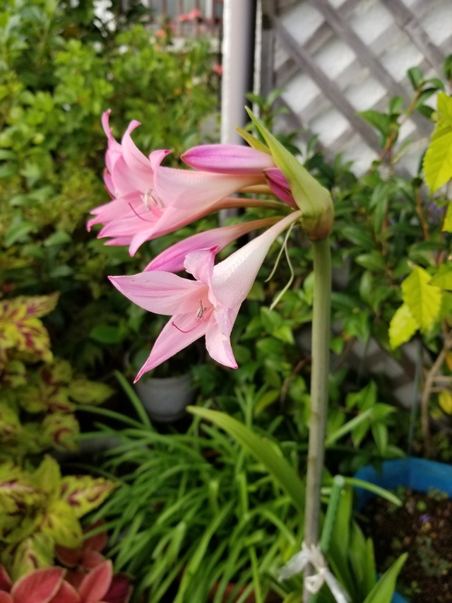 20201002_071538_copy_2268x3024