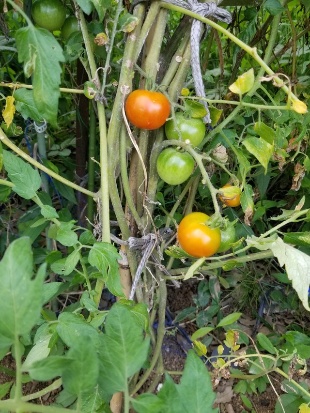 20210803_084231_copy_2268x3024