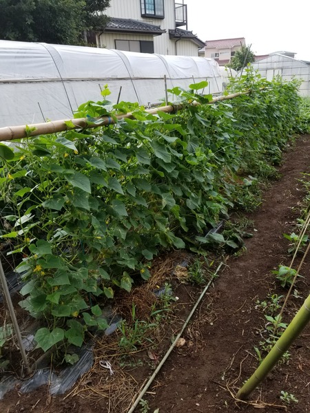 20190821_073321-1620x2160