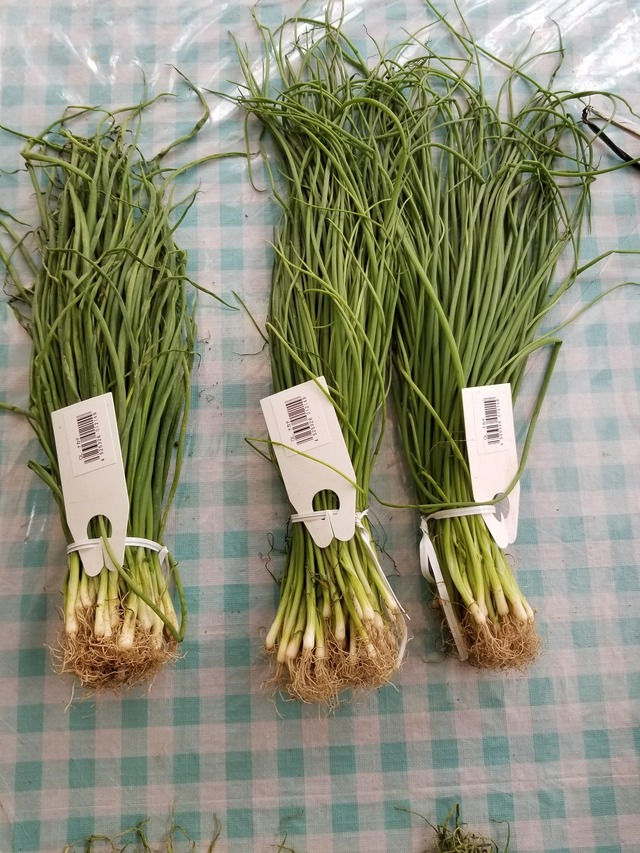 中生玉ねぎの苗を購入して、植え付けた。 : のじさんの徒然草