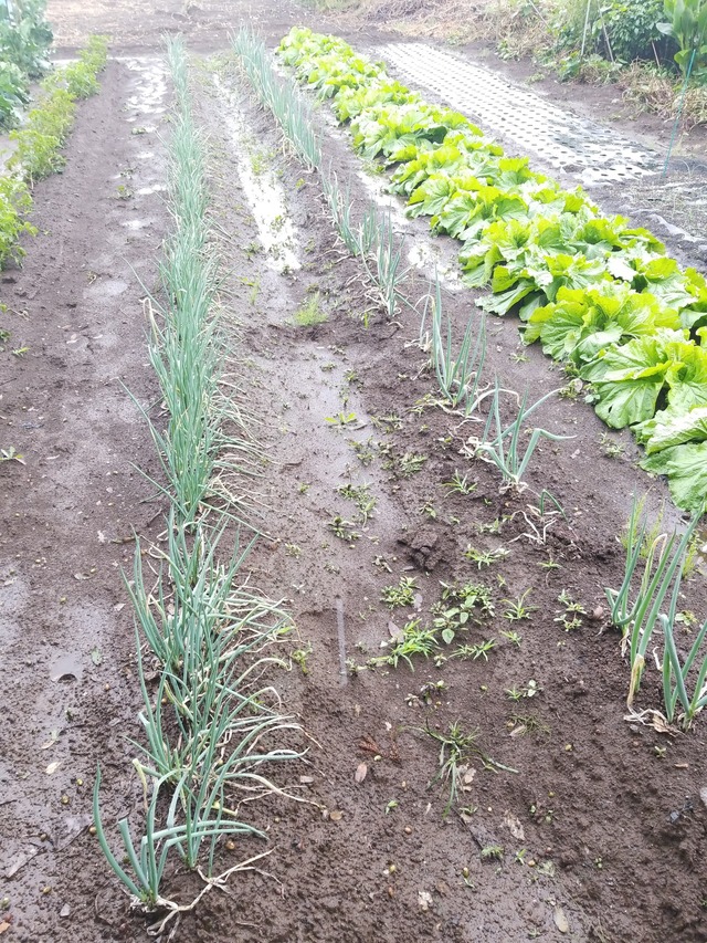 IMG_20231015_091141_copy_1512x2016_1