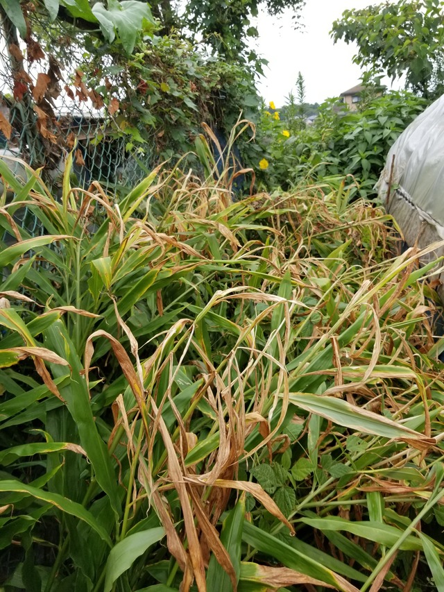 20200816_102040_copy_2268x3024