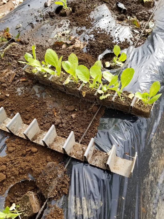 白菜の定植と取り外し可能なセルトレイ のじさんの徒然草 白菜の定植と取り外し可能なセルトレイ のじさんの徒然草