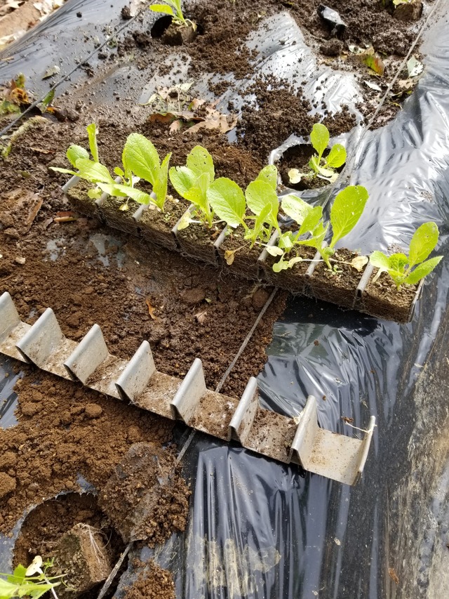 白菜の定植と取り外し可能なセルトレイ のじさんの徒然草