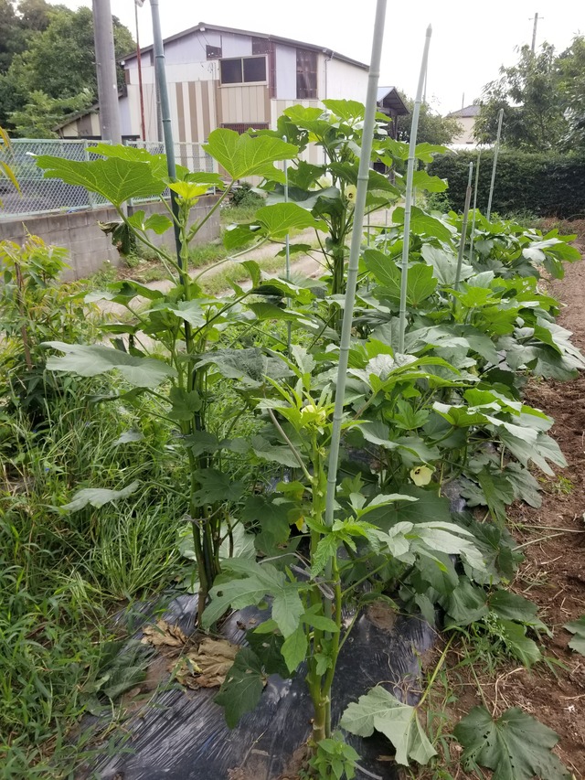 20210729_073844_copy_2268x3024