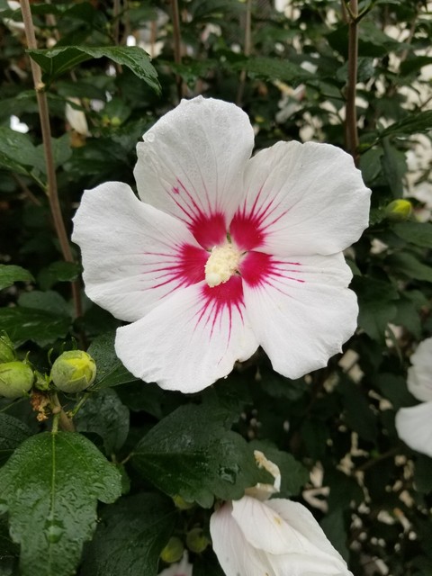 我が家に咲いているアオイ科の花 のじさんの徒然草