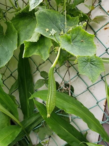 20190724_090658-1620x2160