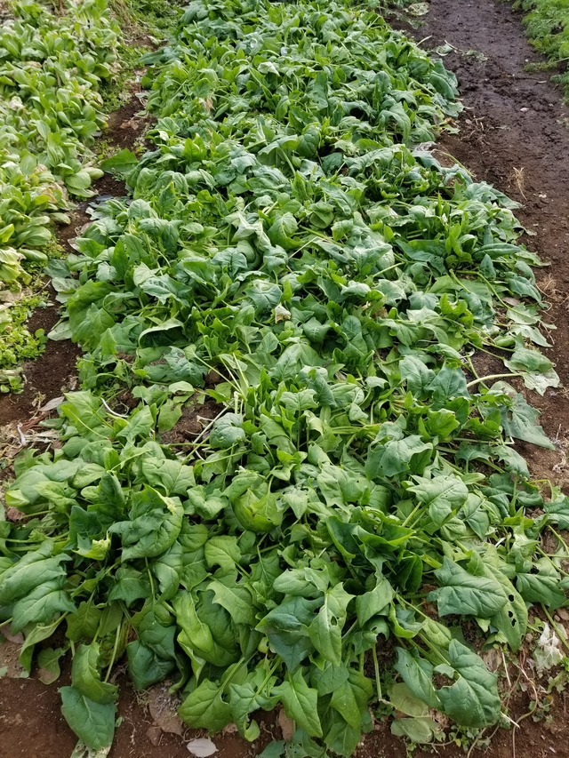 20210106_083142_copy_3024x4032