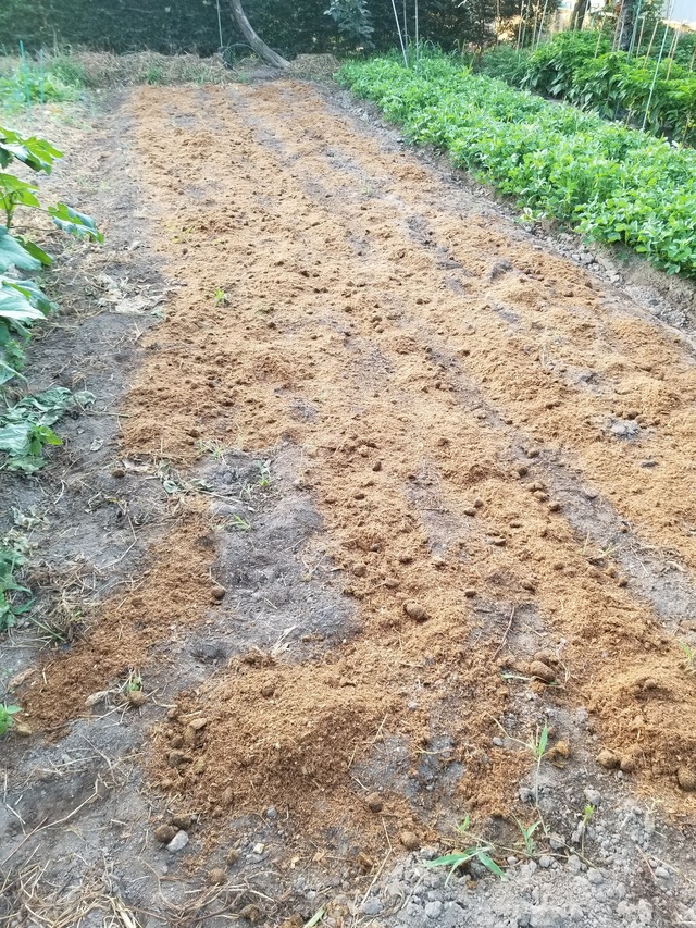 20210722_051657_copy_2268x3024