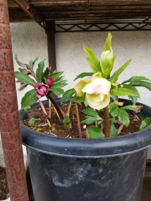 20230304_161636_copy_1209x1612