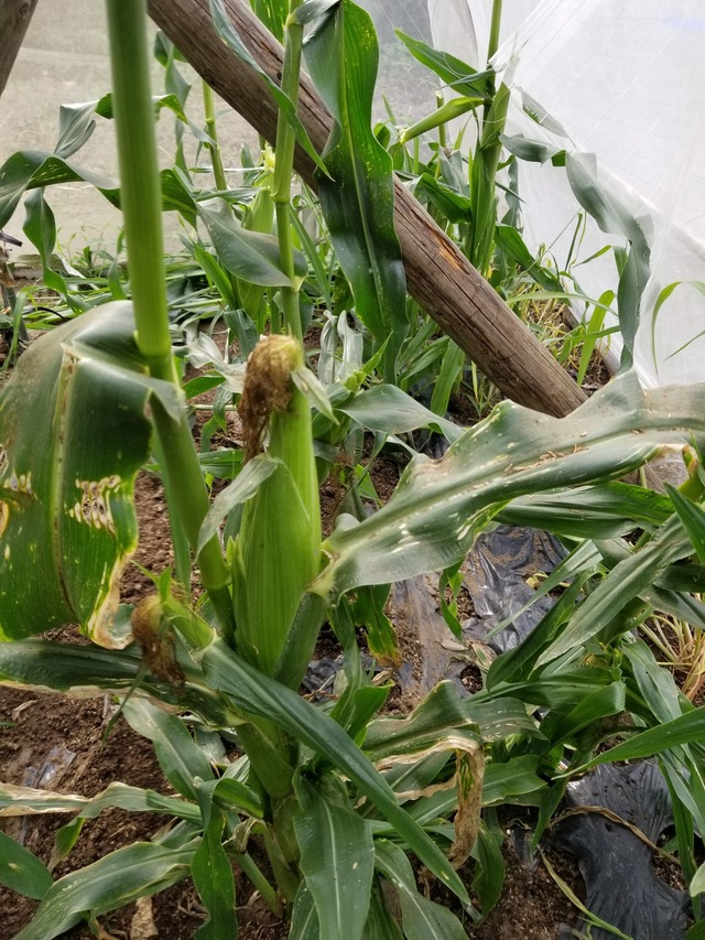 20230619_075720_copy_1512x2016