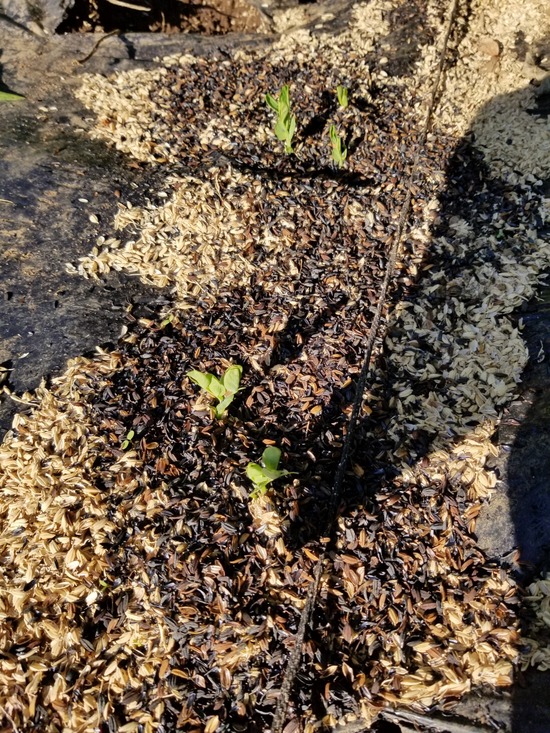 燻炭を何に使うか そしてその効果とは のじさんの徒然草
