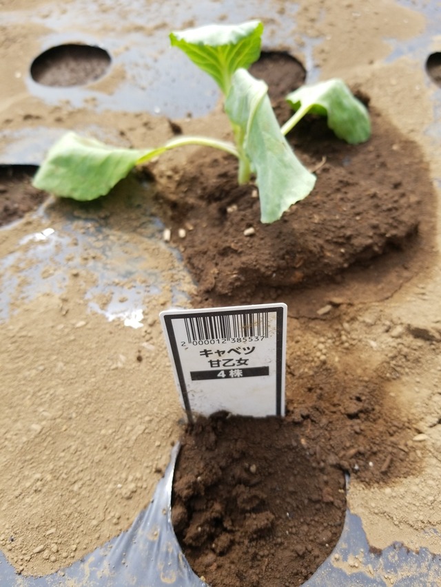 IMG_20230828_134519_copy_1512x2016