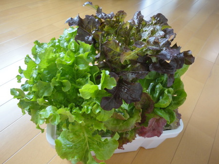 ブラック黄金スワローヒカリメダカ