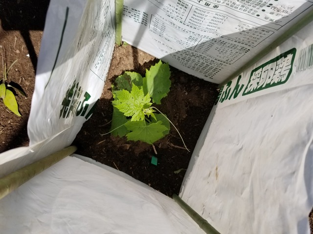 アップルゴーヤと普通のゴーヤを植え付けた。 : のじさんの徒然草