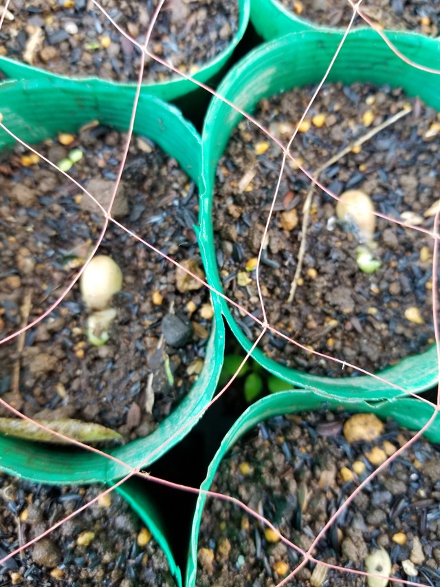 20201105_080542_copy_2268x3024