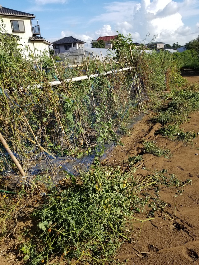 20200905_153514_copy_3024x4032