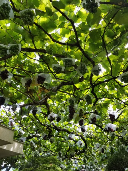 20190728_134847-1620x2160