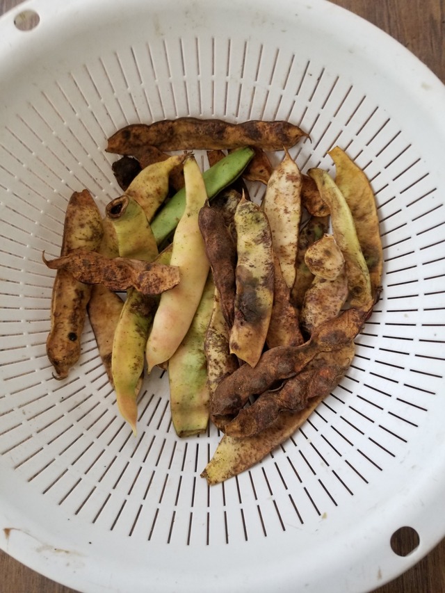 20200706_080149_copy_3024x4032