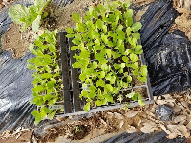 白菜の定植と取り外し可能なセルトレイ のじさんの徒然草 白菜の定植と取り外し可能なセルトレイ のじさんの徒然草