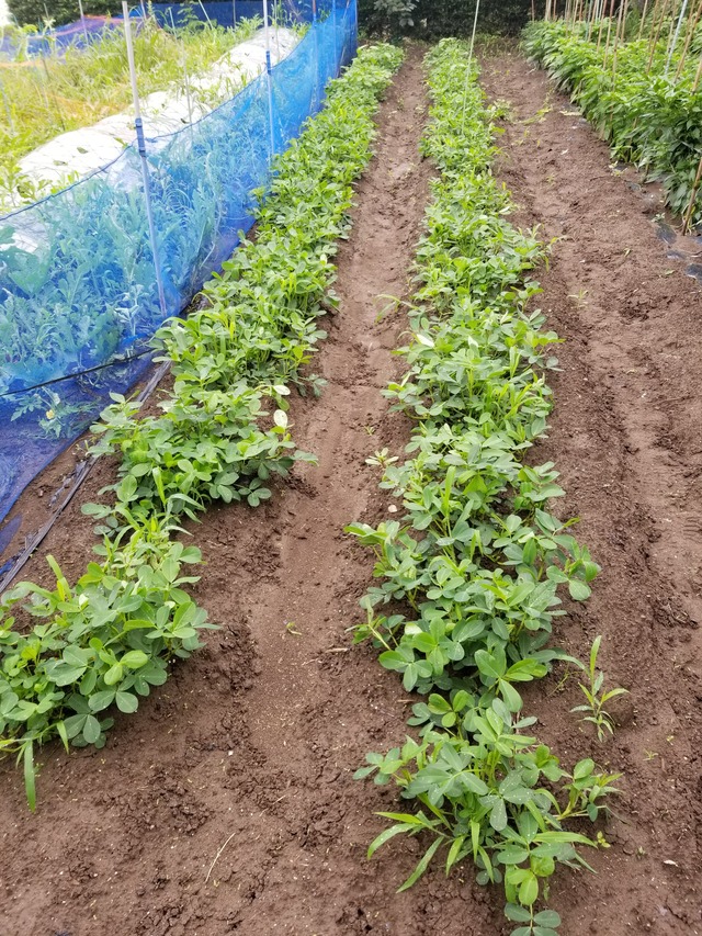 20210706_075536_copy_2268x3024