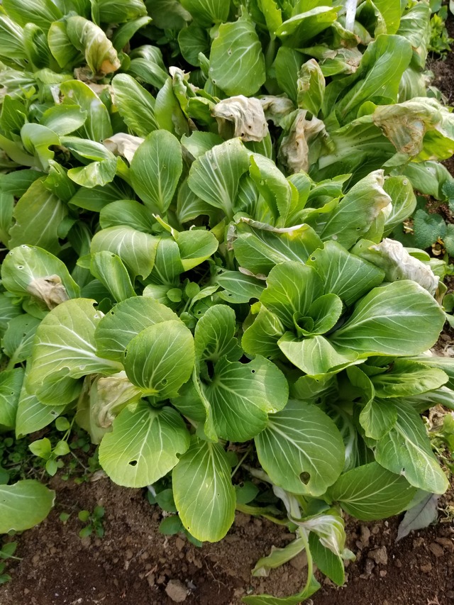 20210106_083136_copy_3024x4032