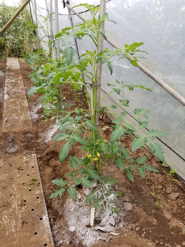 20200513_080345_copy_2268x3024