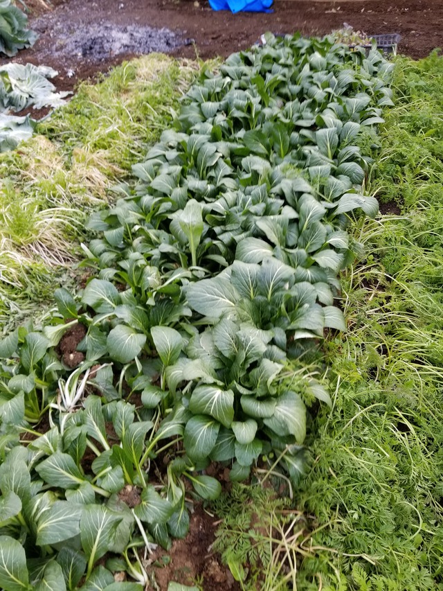 20210106_083159_copy_3024x4032