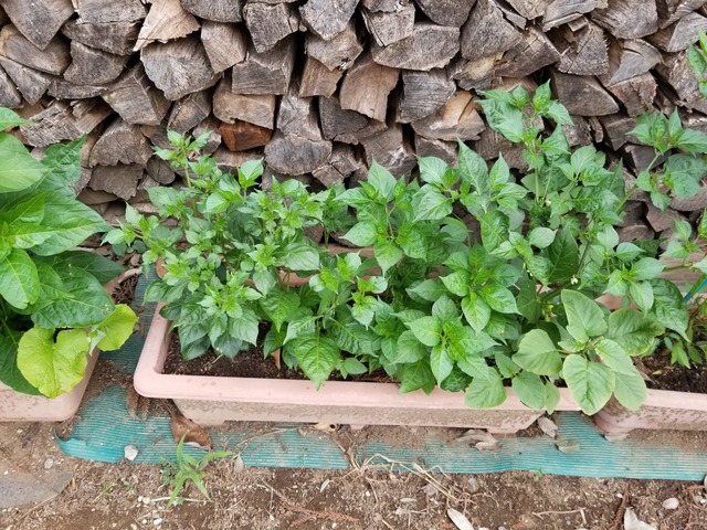 20230630_155532_copy_2016x1512