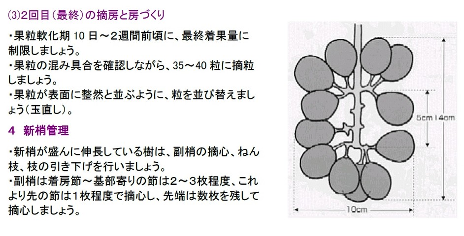 ブドウ 花ぶるいがとまった房 のじさんの徒然草 ブドウ 花ぶるいがとまった房 のじさんの徒然草