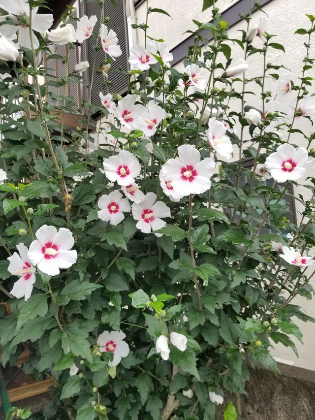 20200715_071748_copy_3024x4032