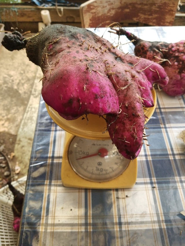 IMG_20231113_111752_DRO_copy_1512x2016