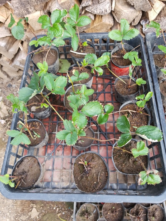 IMG_20230916_145334_copy_1512x2016