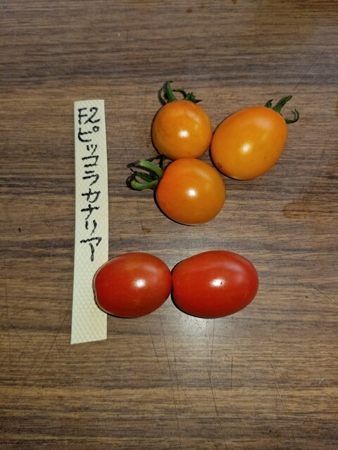 10f2f216-s
