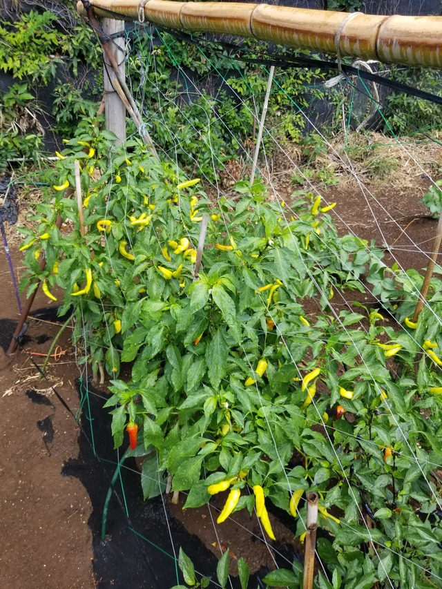 20230807_105151_copy_2268x3024