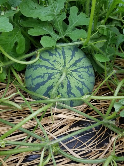 20190627_090139-831x1108