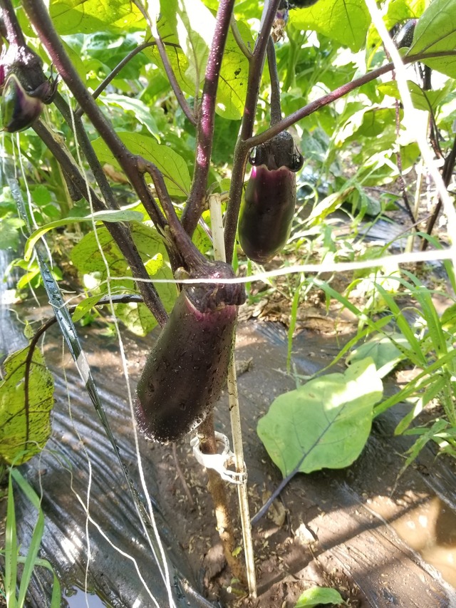 20220630_074723_copy_1512x2016