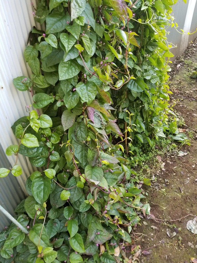 20201117_074249_copy_2268x3024