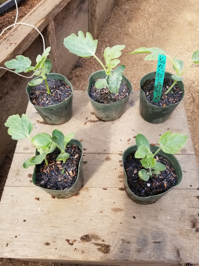 20230331_085940_copy_1512x2016