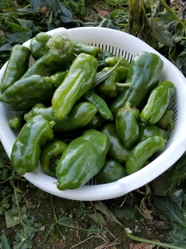 20201216_073444_copy_2268x3024